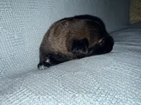 Gray Collar, a male Belgian Malinois for sale in Trenton, GA – Photo 6 of 7