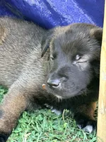 AKC - Brown Collar, a male Belgian Malinois for sale in Trenton, GA – Photo 9 of 9