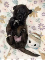 AKC - Gray Collar, a male Belgian Malinois for sale in Trenton, GA – Photo 2 of 7