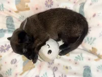 AKC - Gray Collar, a male Belgian Malinois for sale in Trenton, GA – Photo 4 of 7