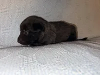 Gray Collar, a male Belgian Malinois for sale in Trenton, GA – Photo 3 of 7