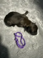 AKC Belgian Malinois Puppy - Purple Collar, a female Belgian Malinois for sale in Trenton, GA – 5 of 5
