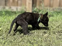 Green Collar, a male German Shepherd Dog and Dutch Shepherd for sale in Trenton, GA – 2 of 7