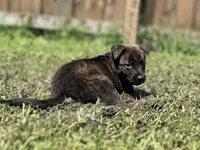 Blue Collar, a male German Shepherd Dog and Dutch Shepherd for sale in Trenton, GA – 2 of 7