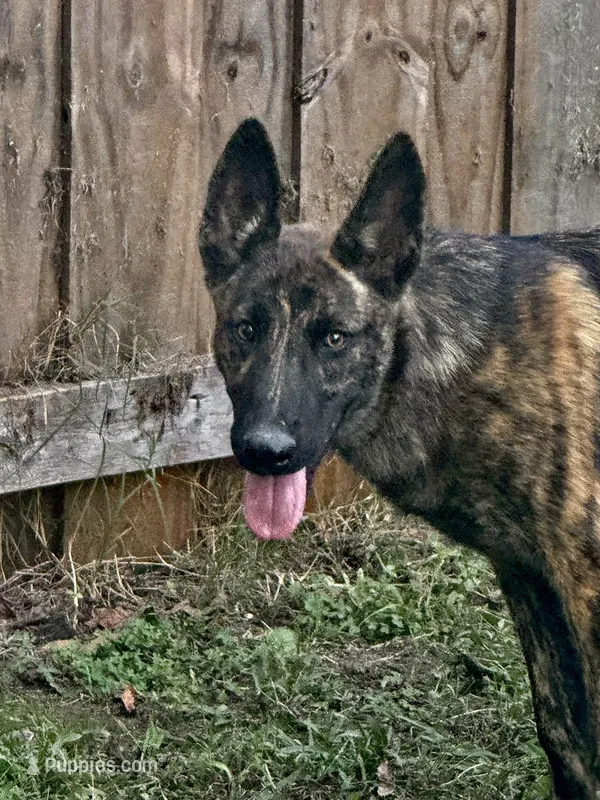 “Savage” – German Shepherd Dog, Dutch Shepherd puppy for sale in Trenton, GA