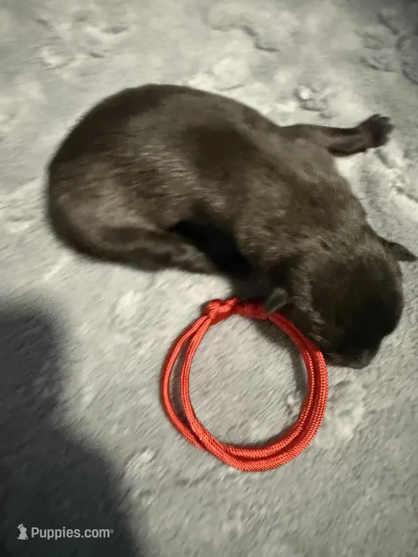 AKC Belgian Malinois Puppy - Red Collar – Belgian Malinois puppy for sale in Trenton, GA