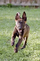 AKC Belgian Malinois Puppy, a  Belgian Malinois for sale in Trenton, GA – 4 of 6