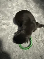 AKC Belgian Malinois Puppy - Green Collar, a male Belgian Malinois for sale in Trenton, GA – 5 of 6