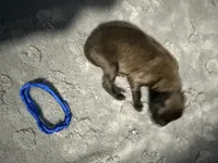 AKC Belgian Malinois Puppy - Blue Collar, a male Belgian Malinois for sale in Trenton, GA – 3 of 4