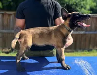 AKC Belgian Malinois - Blue Collar, a male Belgian Malinois for sale in Trenton, GA – 3 of 9