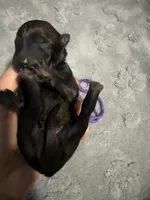 AKC Belgian Malinois Puppy - Purple Collar, a female Belgian Malinois for sale in Trenton, GA – 3 of 5