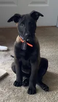 AKC Belgian Malinois Puppy, a  Belgian Malinois for sale in Trenton, GA – 3 of 6