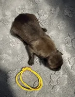 AKC Belgian Malinois Puppy - Yellow Collar, a male Belgian Malinois for sale in Trenton, GA – 4 of 4