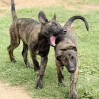 “Canik” - Blue Collar, a male German Shepherd Dog and Dutch Shepherd for sale in Trenton, GA – 1 of 9