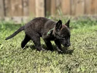 Green Collar, a male German Shepherd Dog and Dutch Shepherd for sale in Trenton, GA – 7 of 7