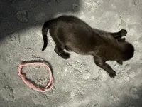 AKC Belgian Malinois Puppy - Pink Collar, a female Belgian Malinois for sale in Trenton, GA – 3 of 5