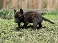 Red Collar , a male German Shepherd Dog and Dutch Shepherd for sale in Trenton, GA – 9 of 9
