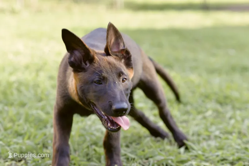 White Collar – Belgian Malinois puppy for sale in Trenton, GA