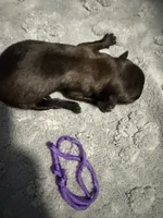AKC Belgian Malinois Puppy - Purple Collar, a female Belgian Malinois for sale in Trenton, GA – 4 of 5