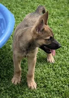 Pink Collar, a female German Shepherd Dog and Dutch Shepherd for sale in Trenton, GA – 3 of 5