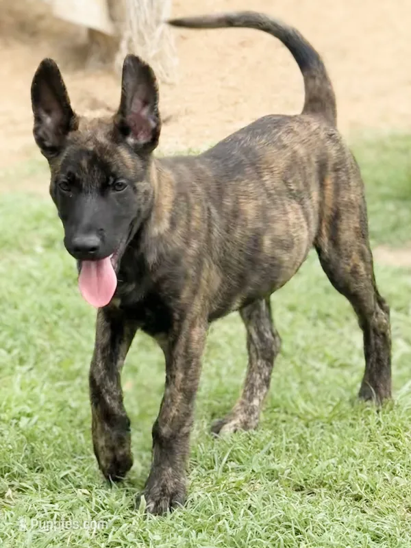 “Ruger” - Green Collar – German Shepherd Dog, Dutch Shepherd puppy for sale in Trenton, GA
