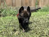 Red Collar , a male German Shepherd Dog and Dutch Shepherd for sale in Trenton, GA – 4 of 9