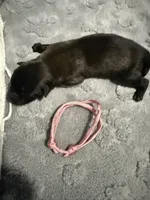 AKC Belgian Malinois Puppy - Pink Collar, a female Belgian Malinois for sale in Trenton, GA – 4 of 5