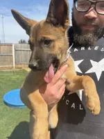 “Sig” - Lavender Collar, a female German Shepherd Dog and Dutch Shepherd for sale in Trenton, GA – 2 of 3