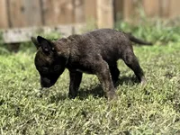 Green Collar, a male German Shepherd Dog and Dutch Shepherd for sale in Trenton, GA – 4 of 7