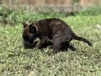 Red Collar , a male German Shepherd Dog and Dutch Shepherd for sale in Trenton, GA – 6 of 9