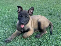 AKC Belgian Malinois -  Brown Collar, a male Belgian Malinois for sale in Trenton, GA – 4 of 9