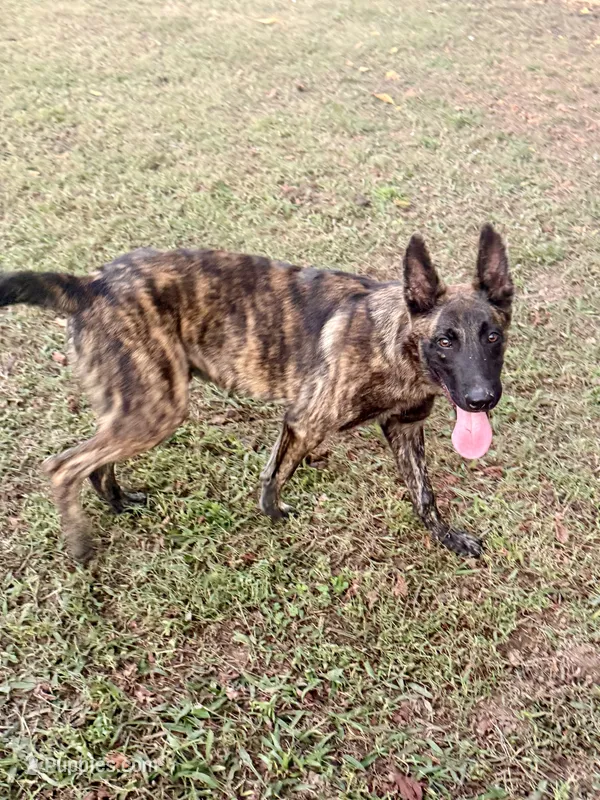 “Canik” - Blue Collar – German Shepherd Dog, Dutch Shepherd puppy for sale in Trenton, GA