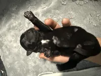 AKC Belgian Malinois Puppy - Green Collar, a male Belgian Malinois for sale in Trenton, GA – 2 of 6