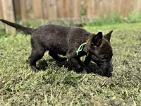 Green Collar, a male German Shepherd Dog and Dutch Shepherd for sale in Trenton, GA – 6 of 7