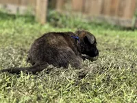 Blue Collar, a male German Shepherd Dog and Dutch Shepherd for sale in Trenton, GA – 5 of 7