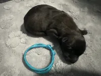 AKC Belgian Malinois Puppy - Teal Collar, a female Belgian Malinois for sale in Trenton, GA – 4 of 4