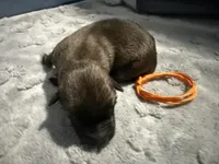 AKC Belgian Malinois Puppy - Orange Collar, a male Belgian Malinois for sale in Trenton, GA – 1 of 4