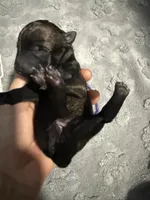 AKC Belgian Malinois Puppy - Purple Collar, a female Belgian Malinois for sale in Trenton, GA – 2 of 5