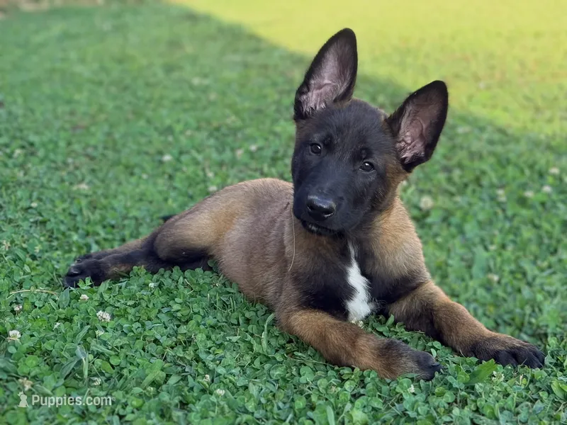 AKC Belgian Malinois - Green Collar – Belgian Malinois puppy for sale in Trenton, GA