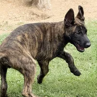 “Savage”, a male German Shepherd Dog and Dutch Shepherd for sale in Trenton, GA – 1 of 1