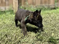 Green Collar, a male German Shepherd Dog and Dutch Shepherd for sale in Trenton, GA – 3 of 7