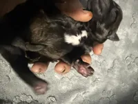 AKC Belgian Malinois - Black Collar, a female Belgian Malinois for sale in Trenton, GA – 2 of 3