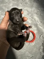 AKC Belgian Malinois Puppy - Red Collar, a female Belgian Malinois for sale in Trenton, GA – 2 of 5