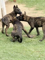 “Savage”, a male German Shepherd Dog and Dutch Shepherd for sale in Trenton, GA – 2 of 3