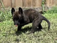 Red Collar , a male German Shepherd Dog and Dutch Shepherd for sale in Trenton, GA – 3 of 9