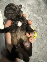 AKC Belgian Malinois Puppy - Yellow Collar, a male Belgian Malinois for sale in Trenton, GA – 3 of 4