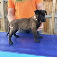 White Collar, a male Belgian Malinois for sale in Trenton, GA – 2 of 3