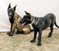 AKC Belgian Malinois - White Collar, a male Belgian Malinois for sale in Trenton, GA – 4 of 4