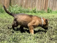 White Collar, a male German Shepherd Dog and Dutch Shepherd for sale in Trenton, GA – 5 of 5