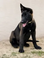 AKC Belgian Malinois - White Collar, a male Belgian Malinois for sale in Trenton, GA – 2 of 4